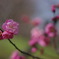 開花