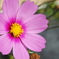秋桜