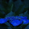 紫陽花