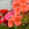 異国の花