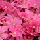 押し寄せてくる花