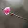 梅の花