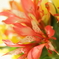 Organic flower
