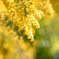 mimosa 