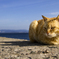 海の猫
