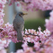 河津桜　その１