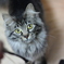 neko2