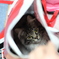 neko3