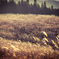 PSX_20141220_051226