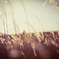 PSX_20150127_233703