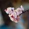 梅開花