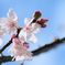 早桜