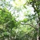 斎場御嶽（セーファウタキ）の森