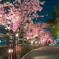 夜桜散歩