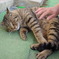 なでられ猫
