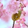 春見っけ！