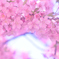 sakuraトンネル