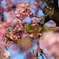 メジロと河津桜