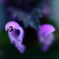 クリオネてきな花