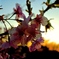 桜と夕焼け