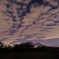 Midwinter Night's Dream