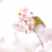 一足先に花見を楽しむ