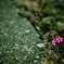 Petit Pink