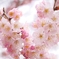 弥生の桜Ⅰ