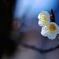 UME