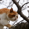 木登りねこ　千光寺にて