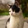 千光寺のねこ
