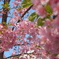 公園の桜
