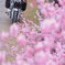 足を止め、花を見上げ。