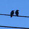 crow