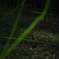 ｇｒｅｅｎ　stalk