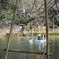 井の頭公園　よくある風景　２