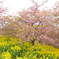 もう葉桜