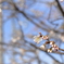 桜が咲きましたね。