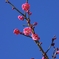 紅梅