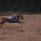 nami speed race
