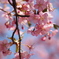 河津桜
