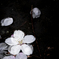 End of Beauty