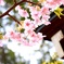 桜1