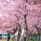 spring for tokyoite