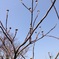 新芽