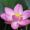 古代蓮と蜂