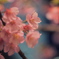 河津桜1