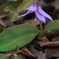 花便り　- 妖精の目覚め -