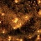 LAMP FOREST