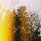 春